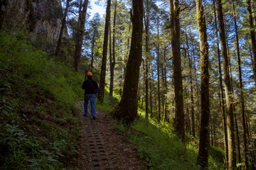 Obraz premium Man hiking in the woods