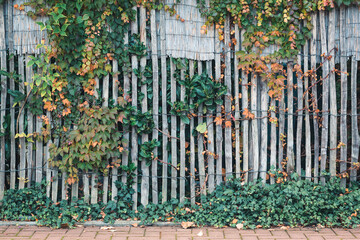 A fence overgrown with ivy on an autumn day