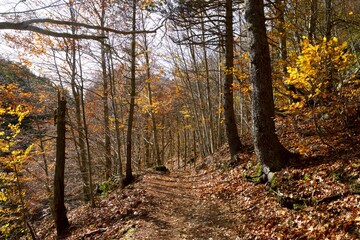 Autumn in the Pyrenees