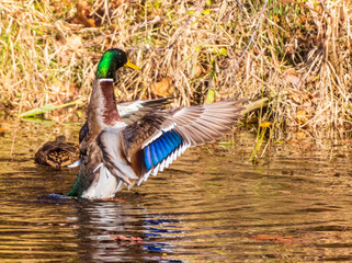 Male mallard duck flapping his wings