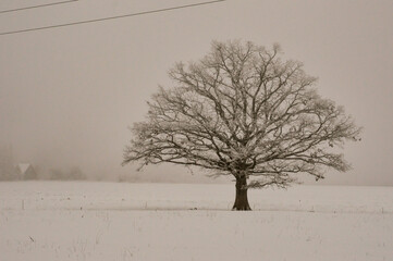 Fototapeta na wymiar The frosty oak stands alone in the middle of the field