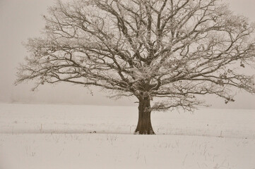 Fototapeta na wymiar The frosty oak stands alone in the middle of the field. .Foggy morning