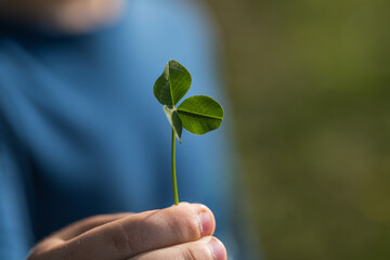 Close up of a hand holding a Three-leaf clover  over nature background.  Green shamrock.