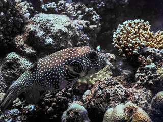 Naklejka na ściany i meble white spotted puffer fish between coralls in the sea large view