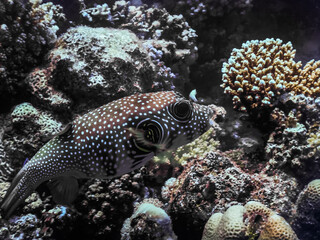 white spotted puffer fish between coralls in the sea large view