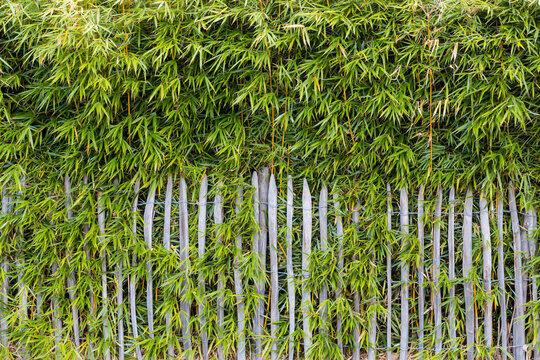 A fence overgrown with bamboo on an autumn day