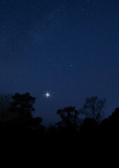 Obraz premium Christmas star above a dark forest