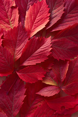 Autumn composition with red leaves.