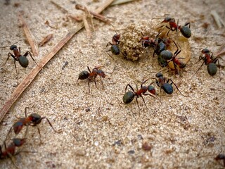 ants in the forest