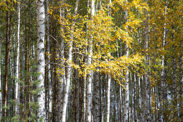 Fototapeta premium White-trunk birch trees with yellow foliage in the autumn forest.