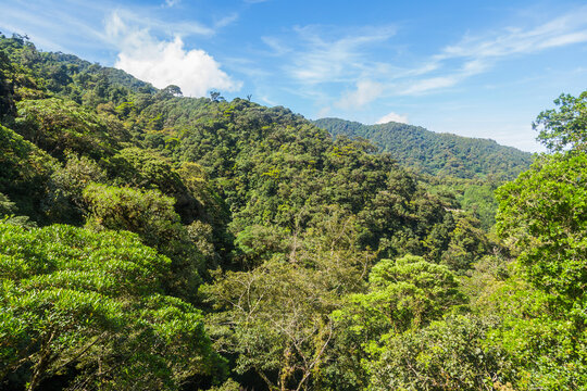 tropical rain forest in Panama