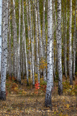 White-trunk birches in the autumn forest on a sunny day.