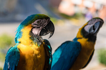 Guacamayas en Caracas
