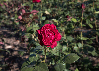 Roses in the garden. Closeup view of beautiful Rosa Grand Gala flowers of dark red petals, spring blooming in the park.