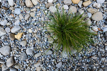 a lush, green tuft of grass nestled between gravel and stones