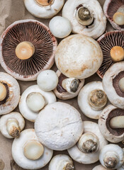 Fototapeta na wymiar Texture of fresh mushrooms. Champignons (button mushrooms) on smooth reflective surface