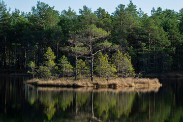A small island with trees in the lake reflecting from water and a big forest in the backgrouind