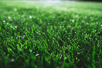 A fresh, green meadow made of grass that is wet from the first dew and is illuminated by the sun