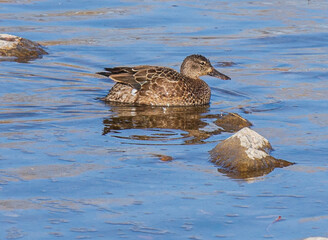 duck on the water