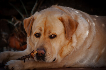 golden retriever dog portrait