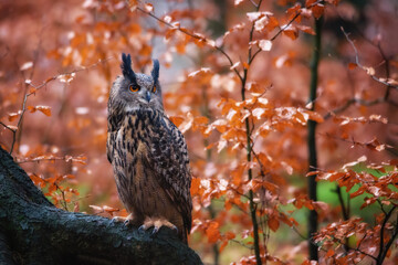 Eurasian eagle-owl Bubo bubo in wild woodland