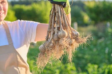 Close-up bunch of fresh dug garlic plant in hand, harvest garlic