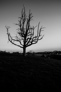 a dramatic black and white shot of an old bare tree that stretches its branches up to the sky