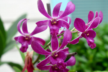 Fototapeta na wymiar Purple orchid flowers with blur background in garden, decoration house