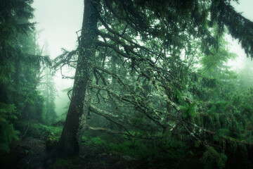 Mgła w lesie 