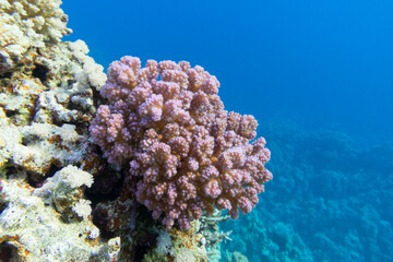 Fototapeta na wymiar Colorful coral reef at the bottom of tropical sea, violet Cauliflower Coral, underwater landscape