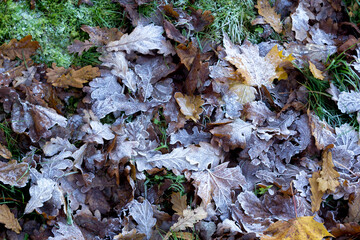 the first frosts in autumn on oak leaves