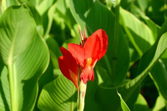 Beautiful Red Canna Lily  flower with bright light on green leaves background.