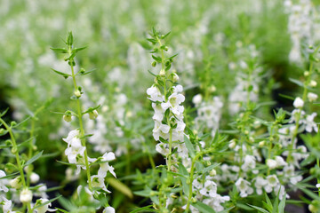  White flowers field with nature blurred background