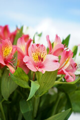 Alstroemeria pink with yellow and green leaves with blue sky