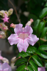 Pink trumpet vine