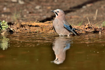 Arrendajo euroasiático (Garrulus glandarius)