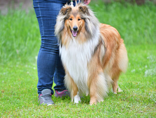 Dog breed сollie