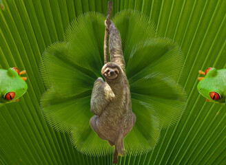 Costa Rica, sloth