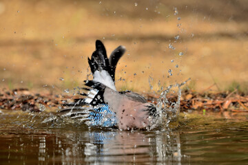 Arrendajo euroasiático bañándose en el estanque del parque (Garrulus glandarius) Ojén Málaga...