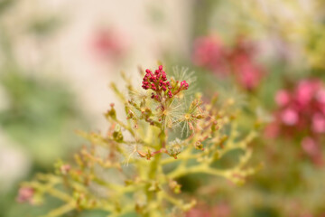 Red valerian
