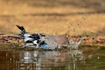 Fototapeta premium Arrendajo euroasiático bañándose en el estanque del parque (Garrulus glandarius) Ojén Málaga España 