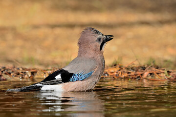 Arrendajo euroasi&aacute;tico (Garrulus glandarius)