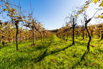 The Prosecco hills in autumn