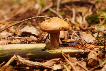 boletus edulis mushroom