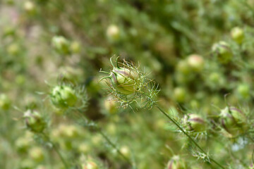Love-in-a-mist fruit