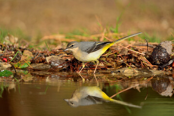 Lavandera cascadeña reflejada en el agua del estanque (Motacilla cinerea) Ojén Málaga España 