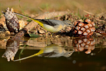 Lavandera cascadeña reflejada en el agua del estanque (Motacilla cinerea) Ojén Málaga España 