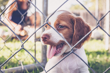 puppy
