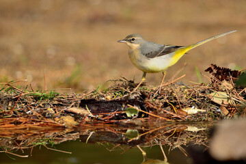 Lavandera cascadeña en el estanque (Motacilla cinerea) Ojén Málaga España 