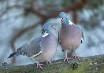 Common wood pigeon (Columba palumbus).